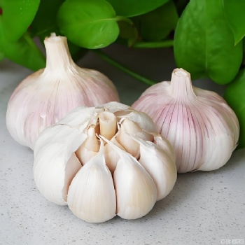 fresh garlic